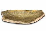 Polished Fossil Coral (Actinocyathus) Dish - Morocco #348549-1